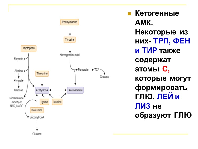 Кетогенные АМК. Некоторые из них- ТРП, ФЕН и ТИР также содержат атомы С, которые